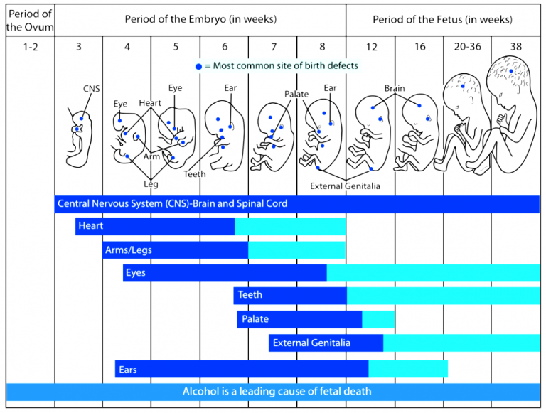 Pregnancy Calendar Calculator by Week and Day Digitally Credible