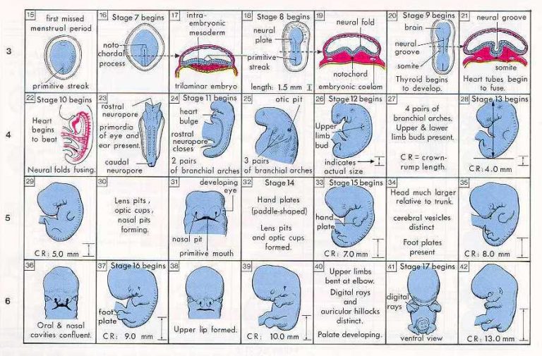 Pregnancy Calendar Calculator by Week and Day Digitally Credible