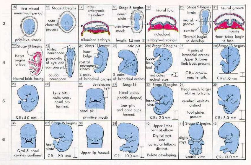 Pregnancy Calendar Calculator by Week and Day Digitally Credible